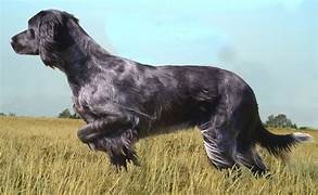 photo chien: Epagneul bleu de Picardie